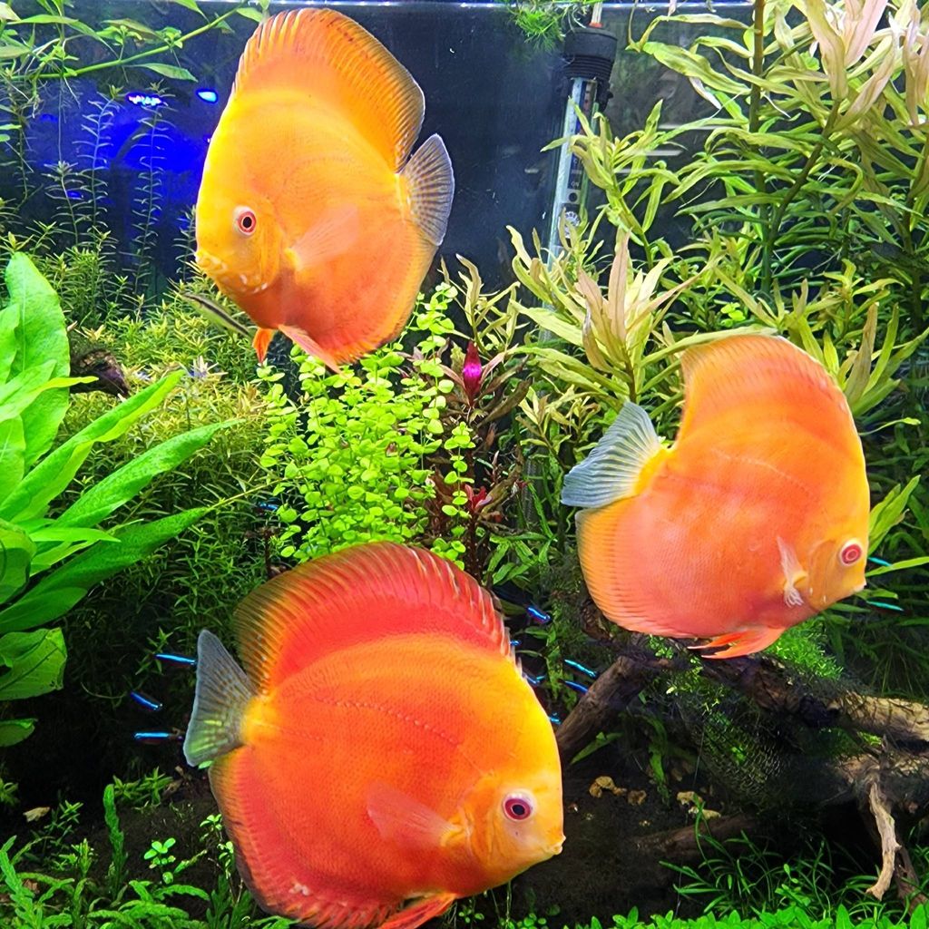 Aquarium Show services