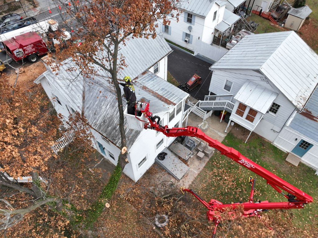 Tree removal above house