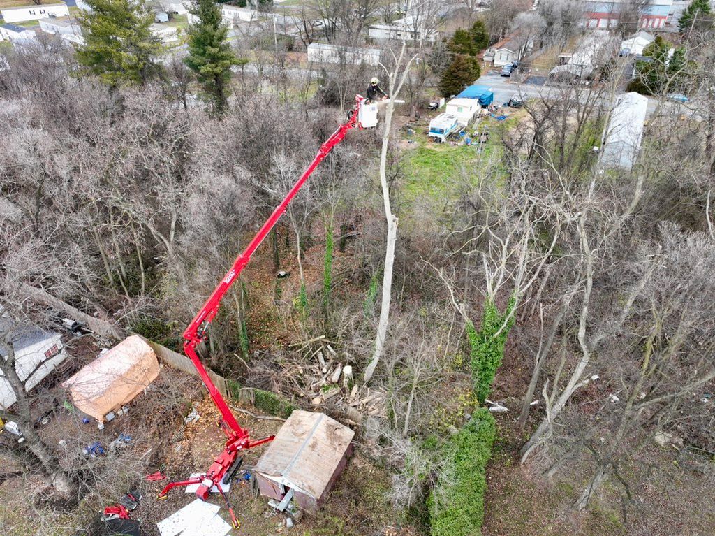 Dangerous dead ash tree removal