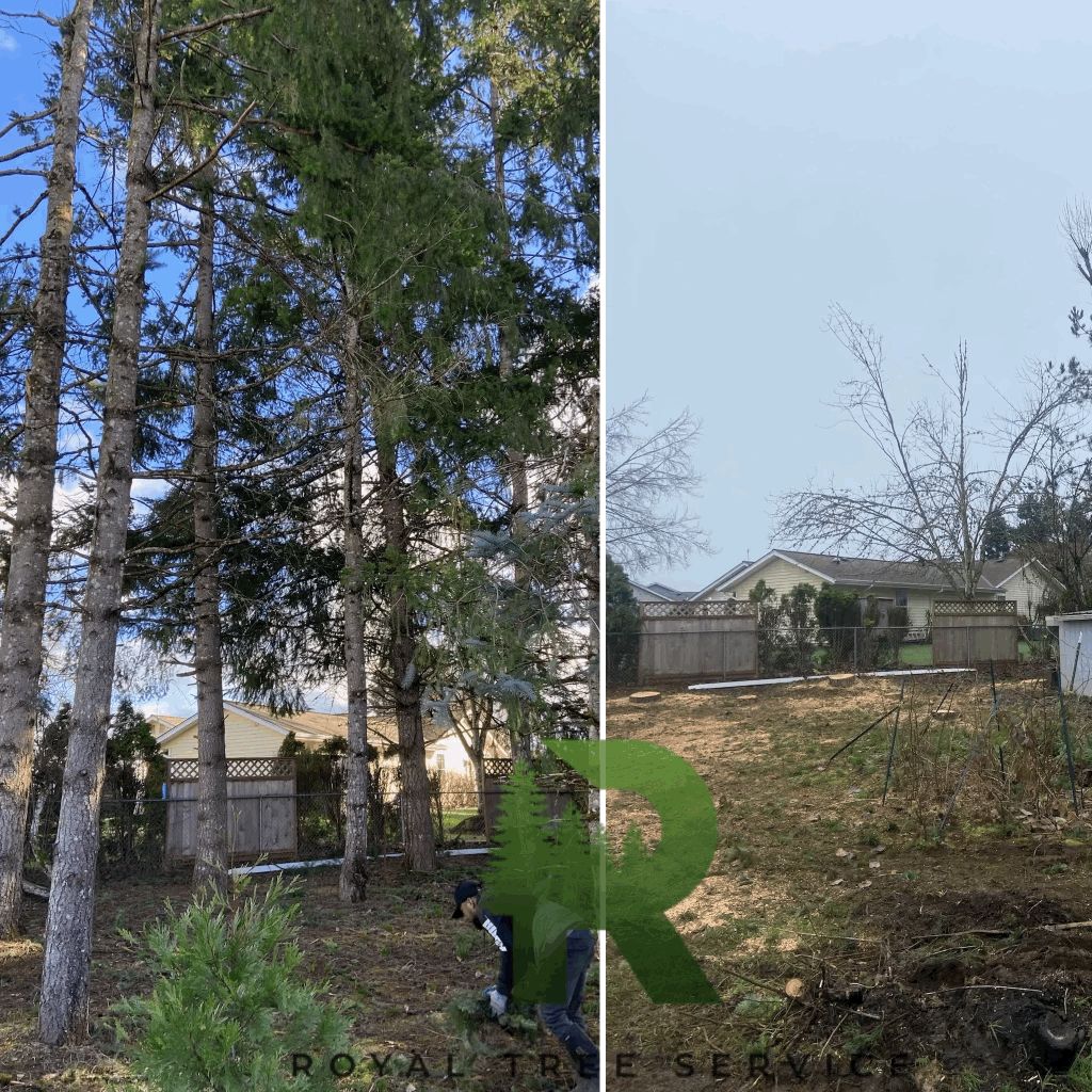 Tree Trimming and Removal