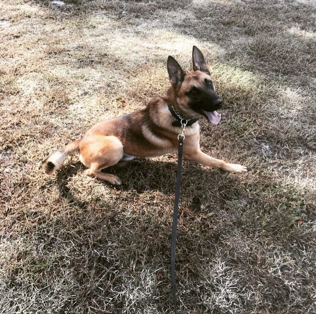 K9 Havoc goofing around 