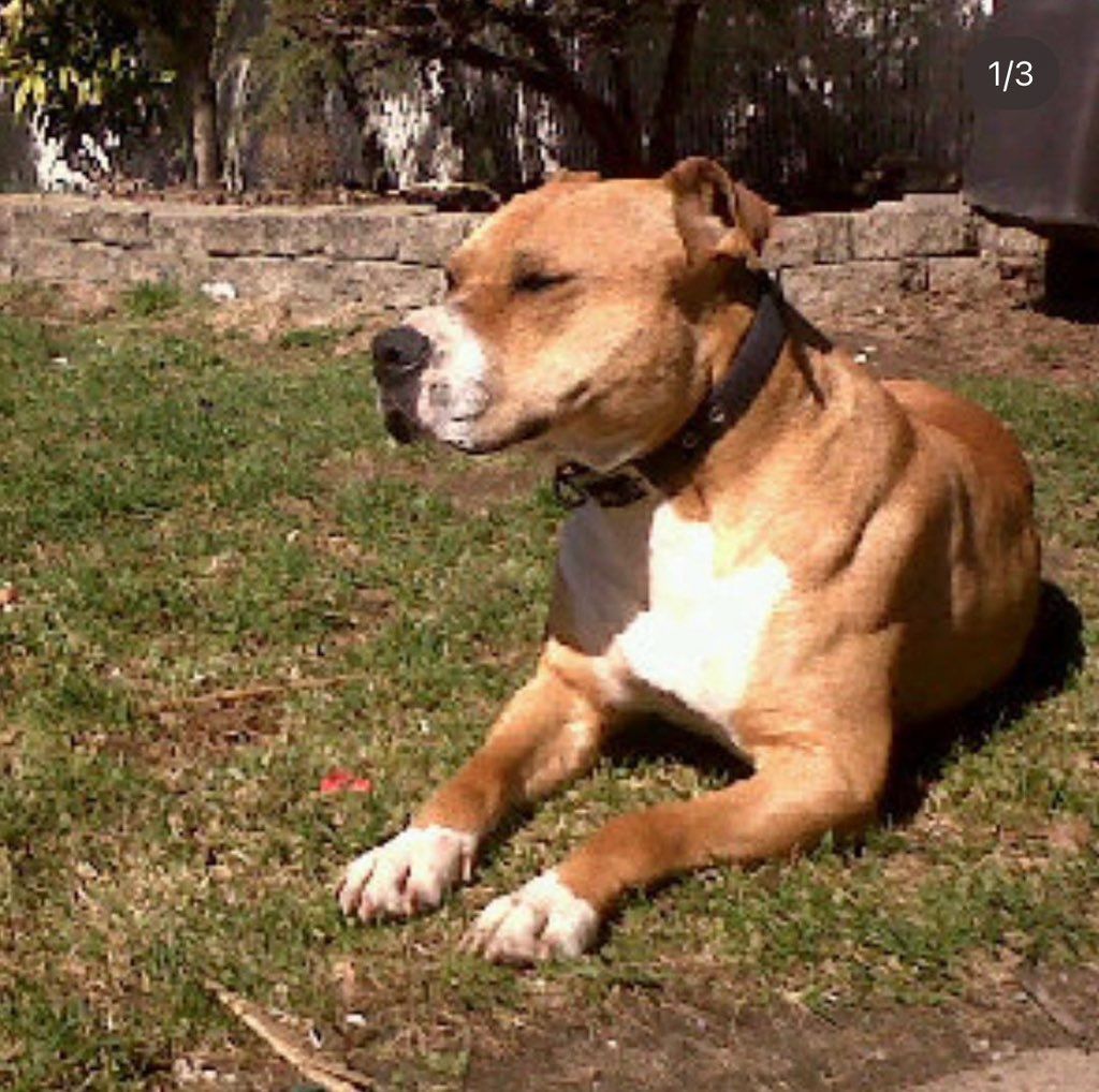 Tyson sun bathing 