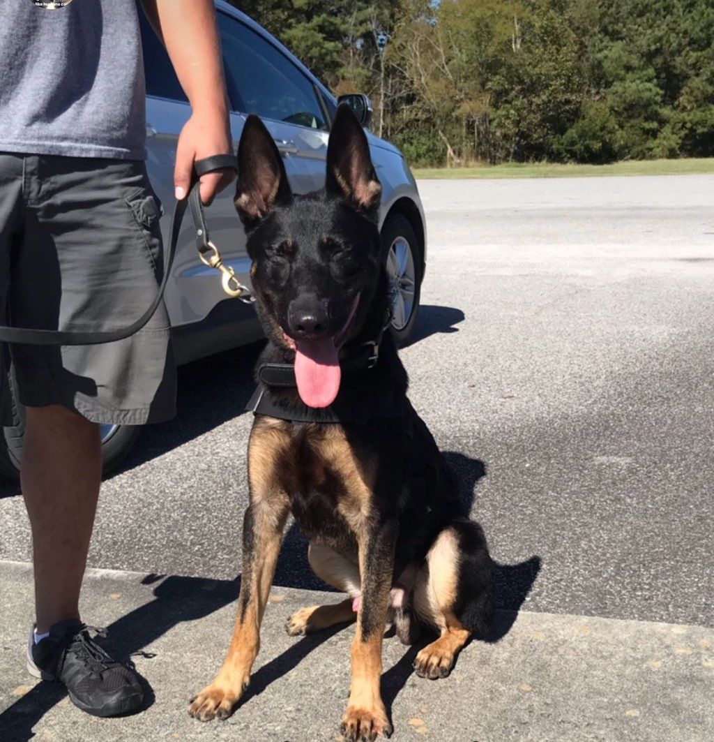 Mal/Gsd apprehension dog 