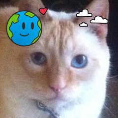 pro avatar