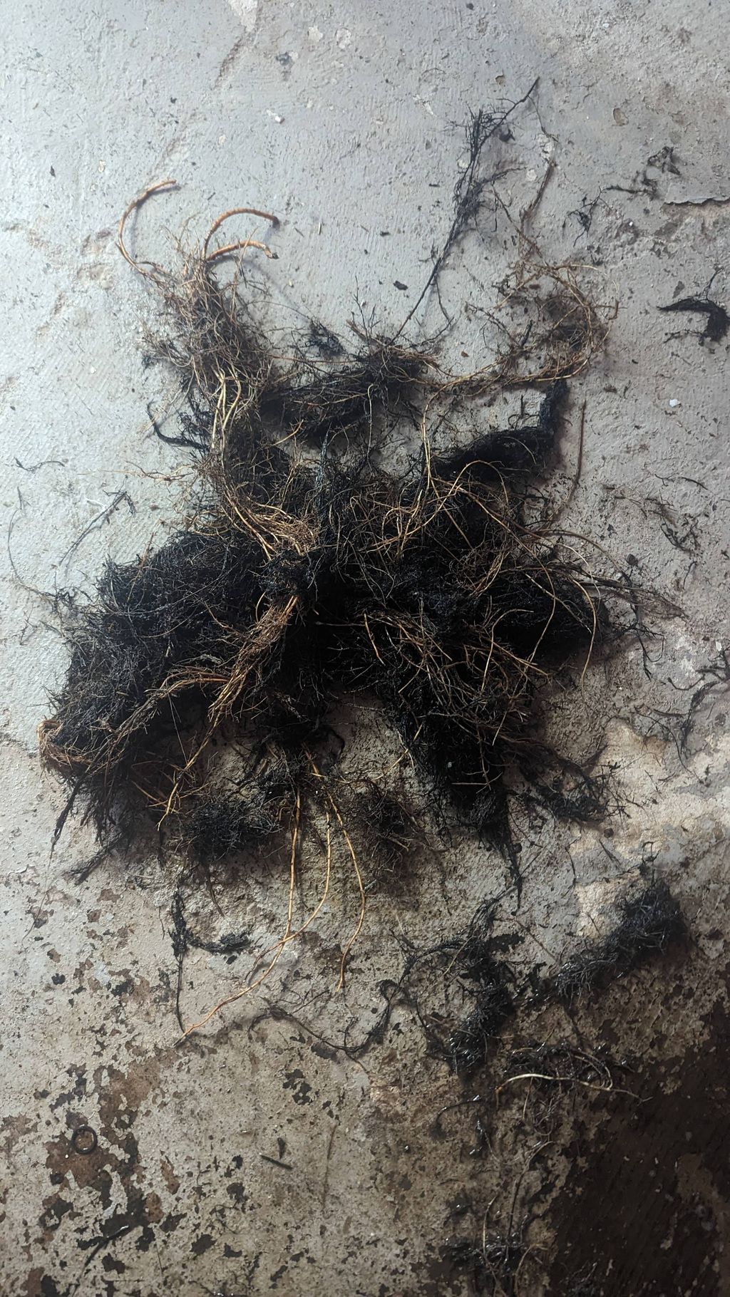 roots out of a main line.