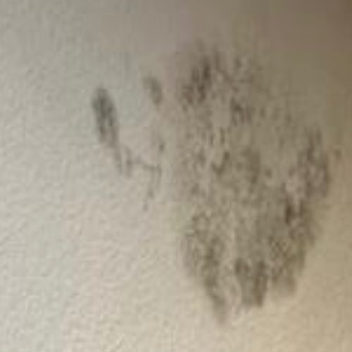 I had concerns about mold in my home and turned to