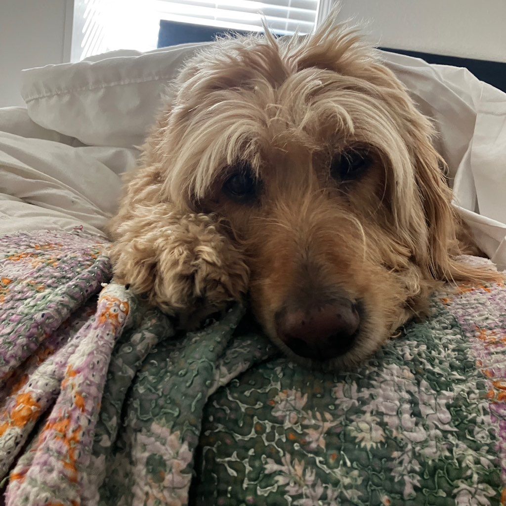 The 10 Best Pet Sitters in West Campus (with Free Estimates)