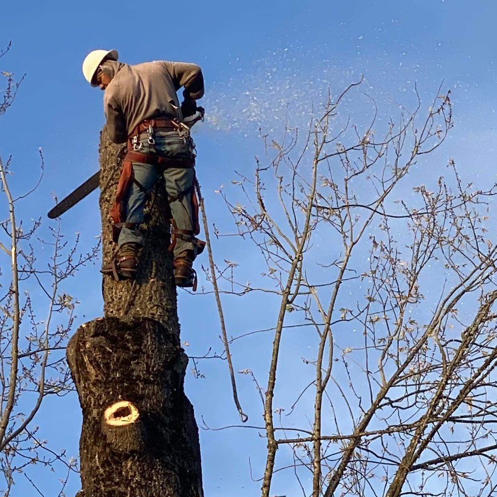 S&S Tree Service and Construction