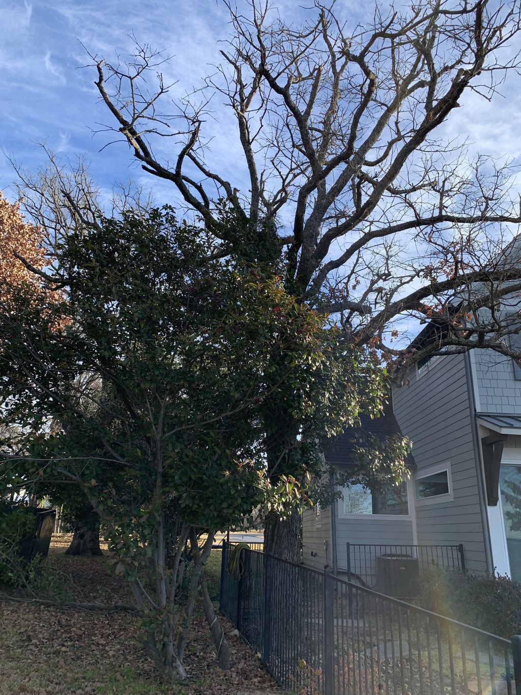 Tree Trimming and Removal