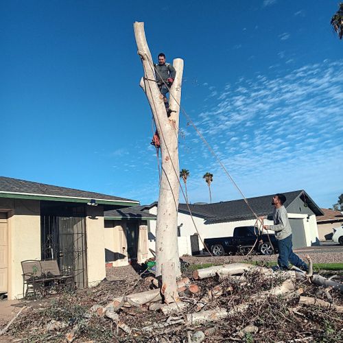 Tree Specialists Profile Picture