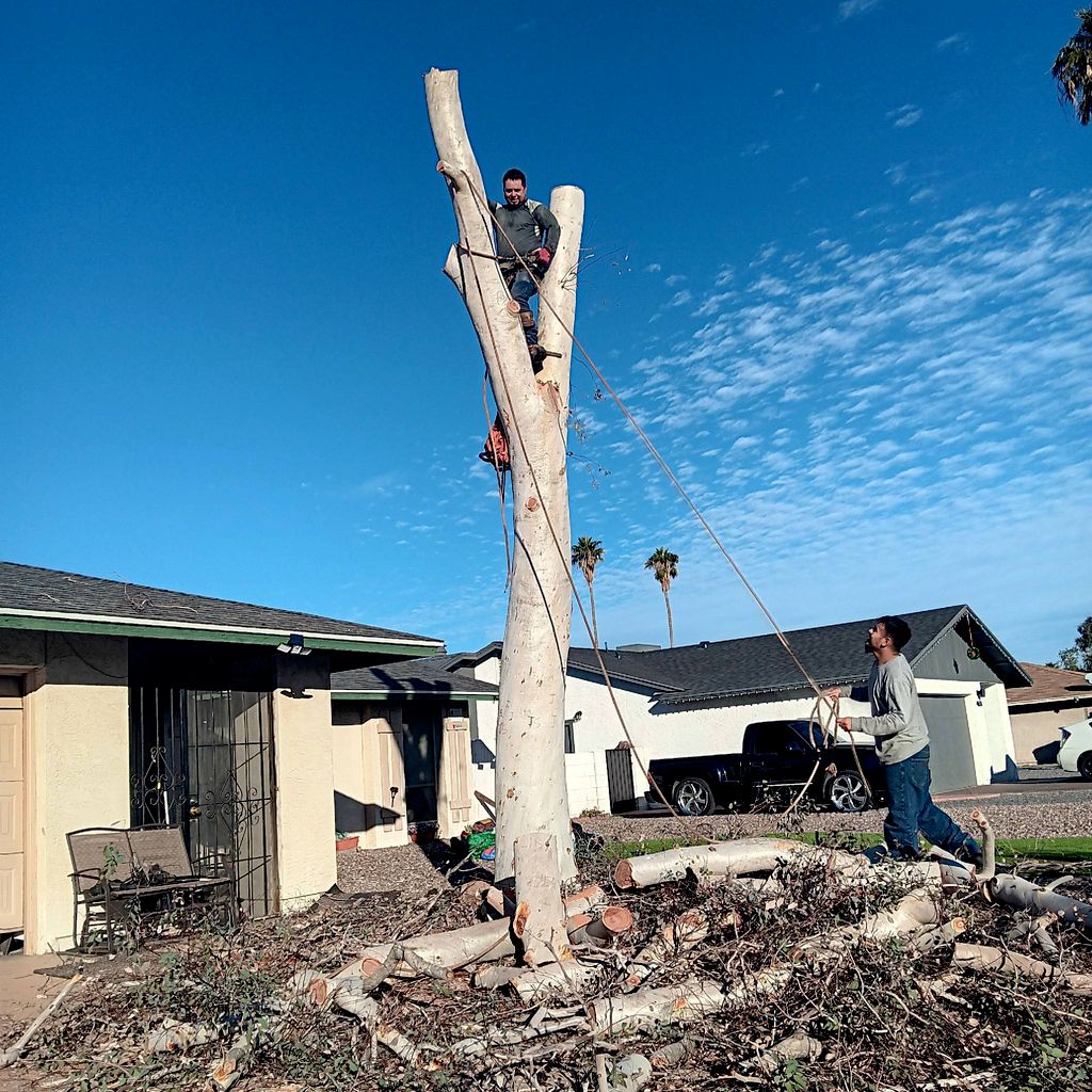 Tree Specialists