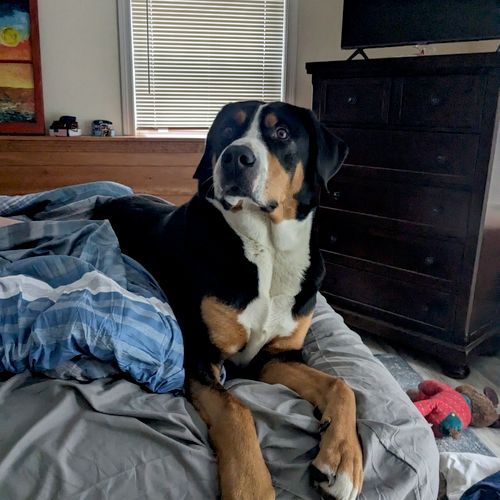Duke H., king of the bed! 