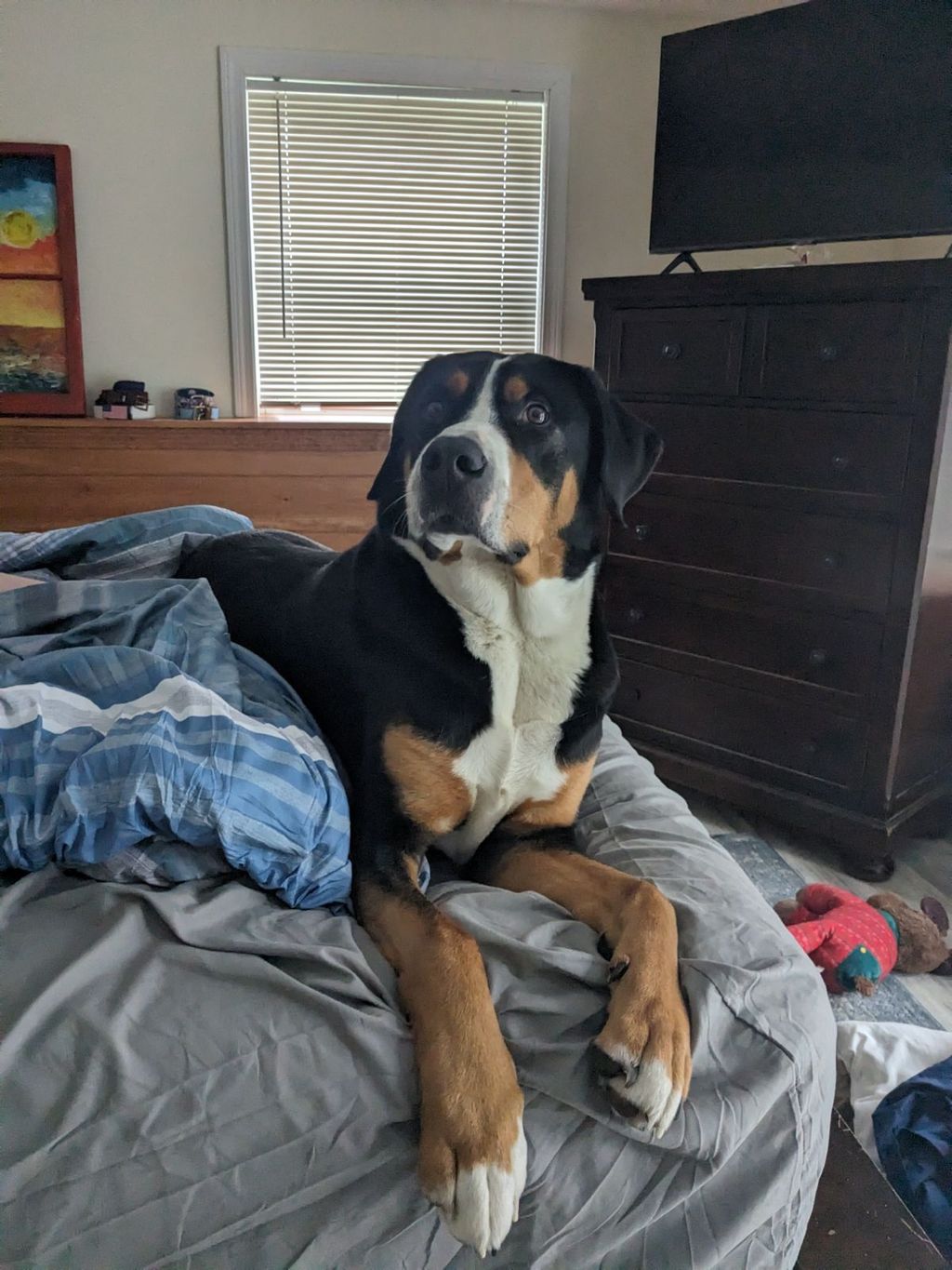 Duke H., king of the bed! 