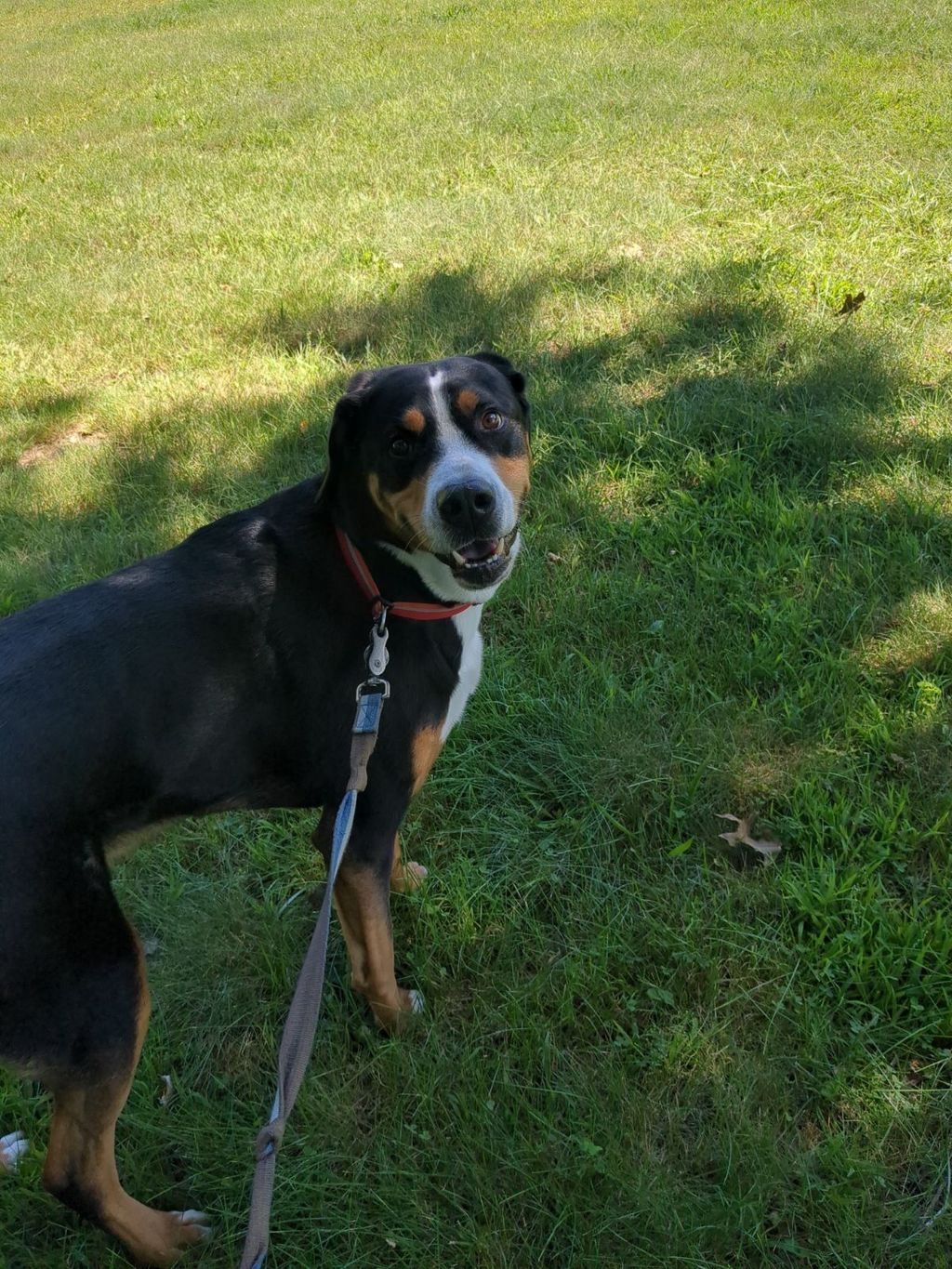 Duke H. on a walk with me! 