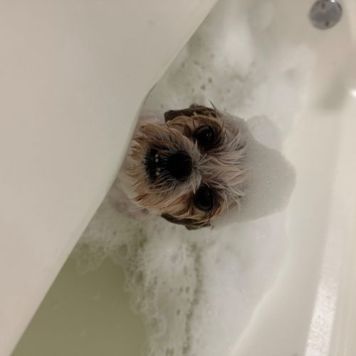 My 7-year-old Shih Tzu has been getting his spa tr