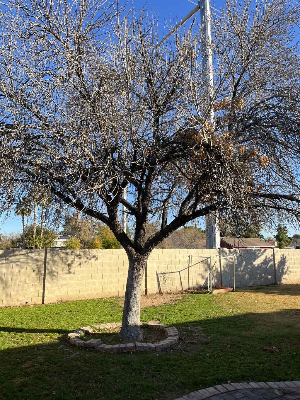 Tree Trimming and Removal