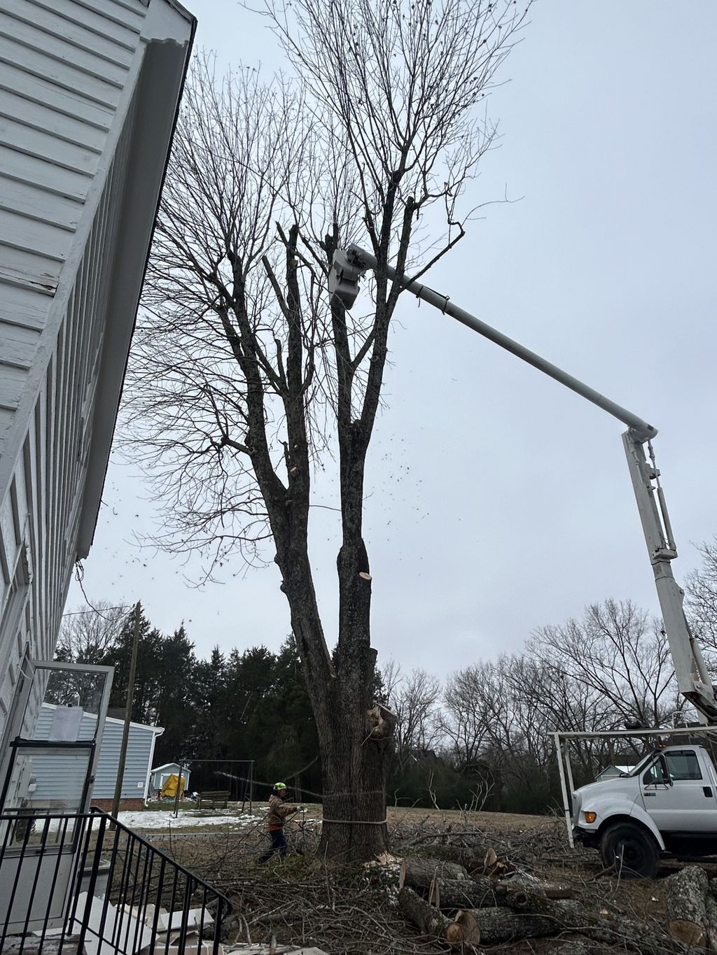 Tree Trimming and Removal