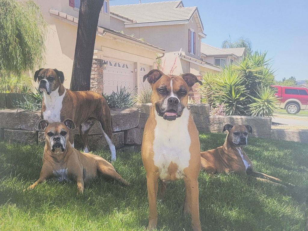 Christine's boxer girls 💜 4Bnanas