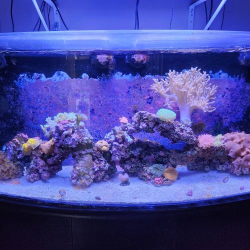 70 gallon mixed reef