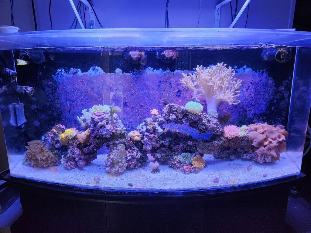 70 gallon mixed reef