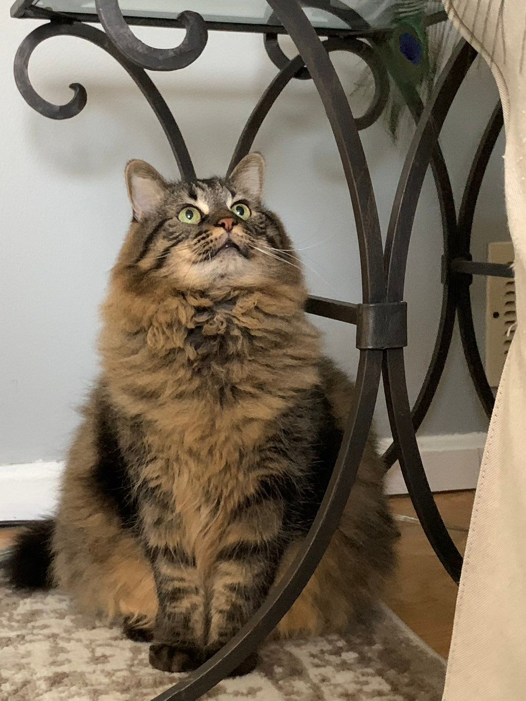 Jasmine 