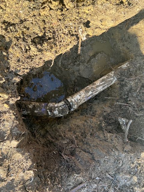 Sewer line with root intrusion.