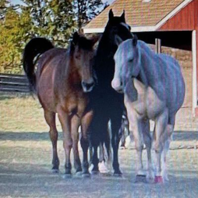 Avatar for Spring Hope Stables