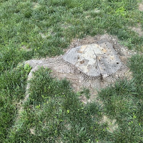 Tree Stump Grinding and Removal