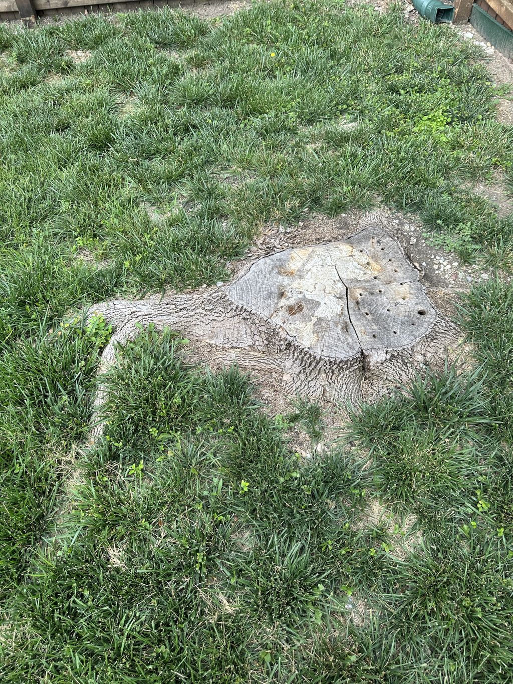 Tree Stump Grinding and Removal