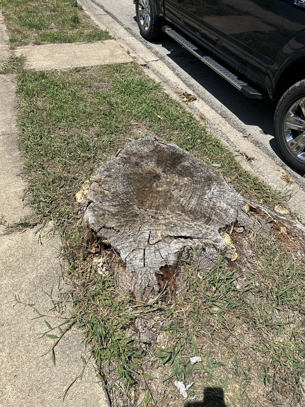 Tree Stump Grinding and Removal