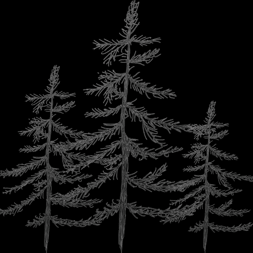 David's Flooring of Seattle