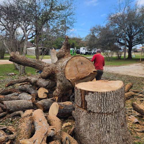 Tree Trimming and Removal