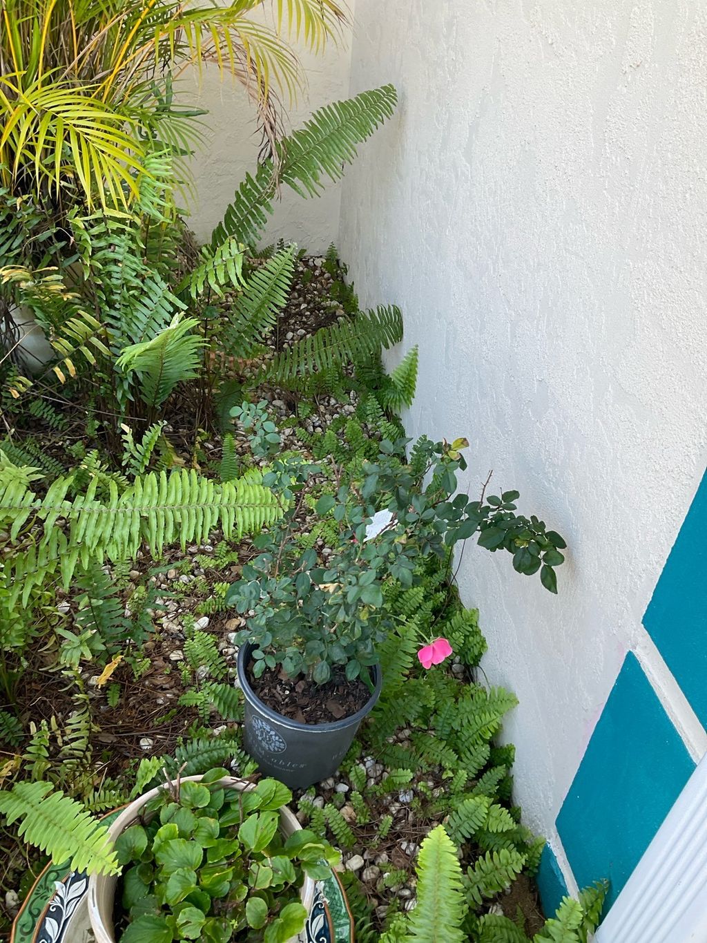 Vegetation to close?