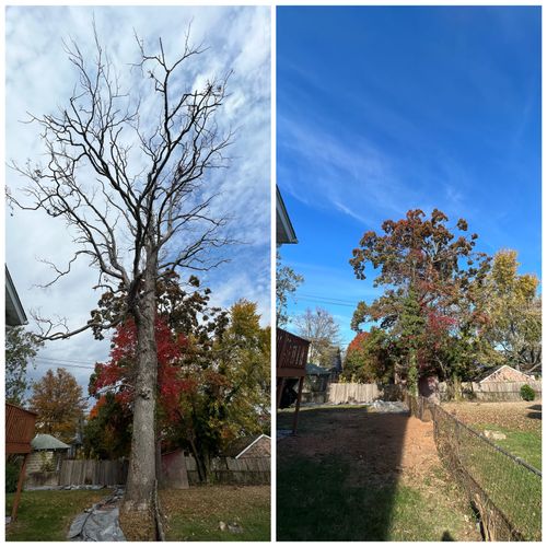 Tree Trimming and Removal