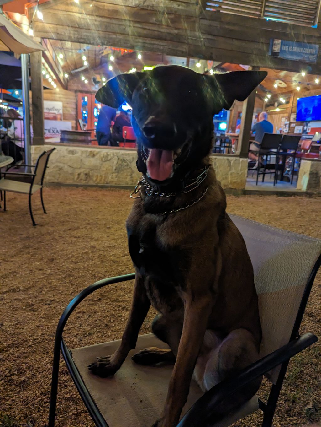 Ragnar, our training assistant, enjoys meeting new