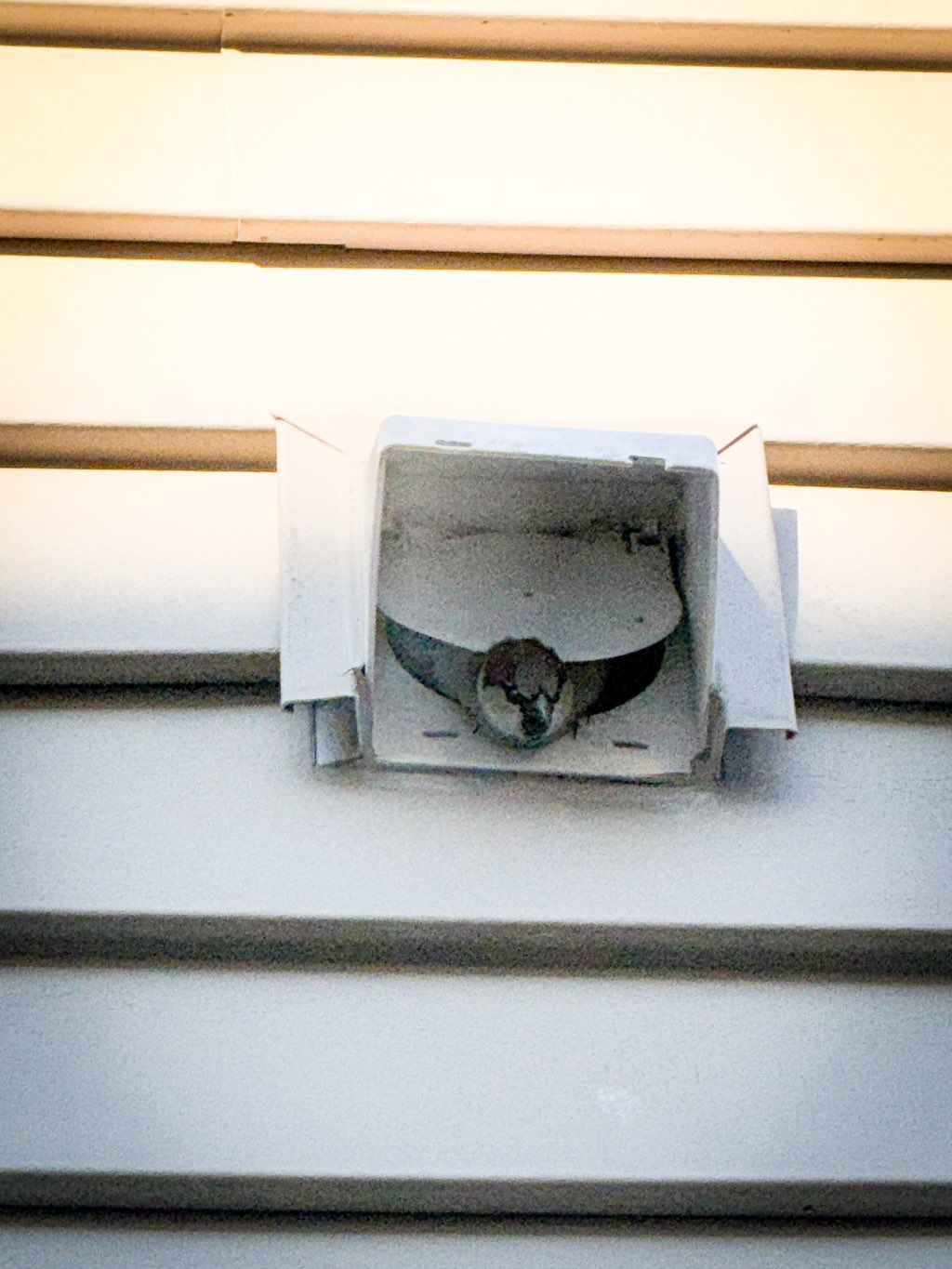 Bird nesting inside the drier vent 