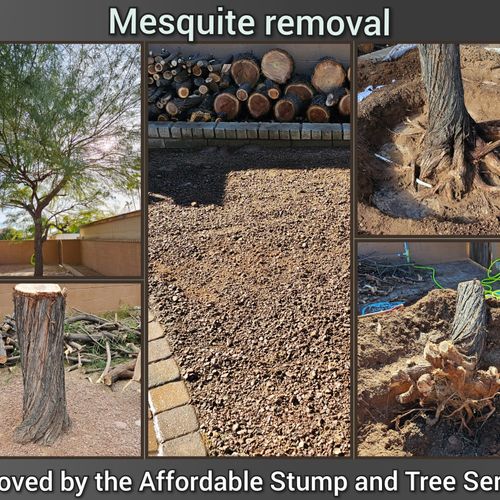 Tree Stump Grinding and Removal