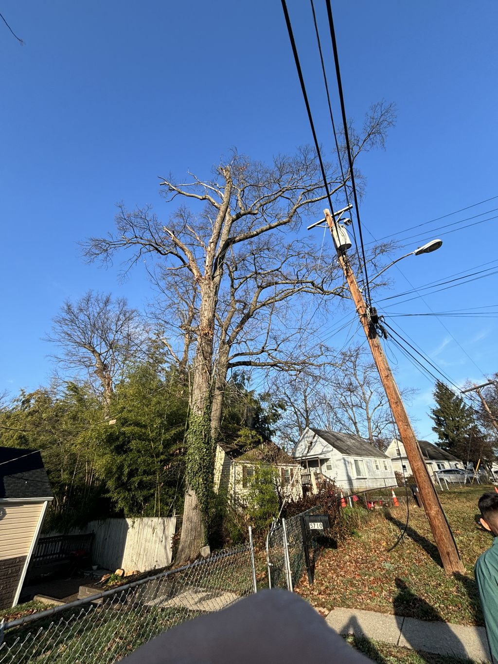 Tree Trimming and Removal