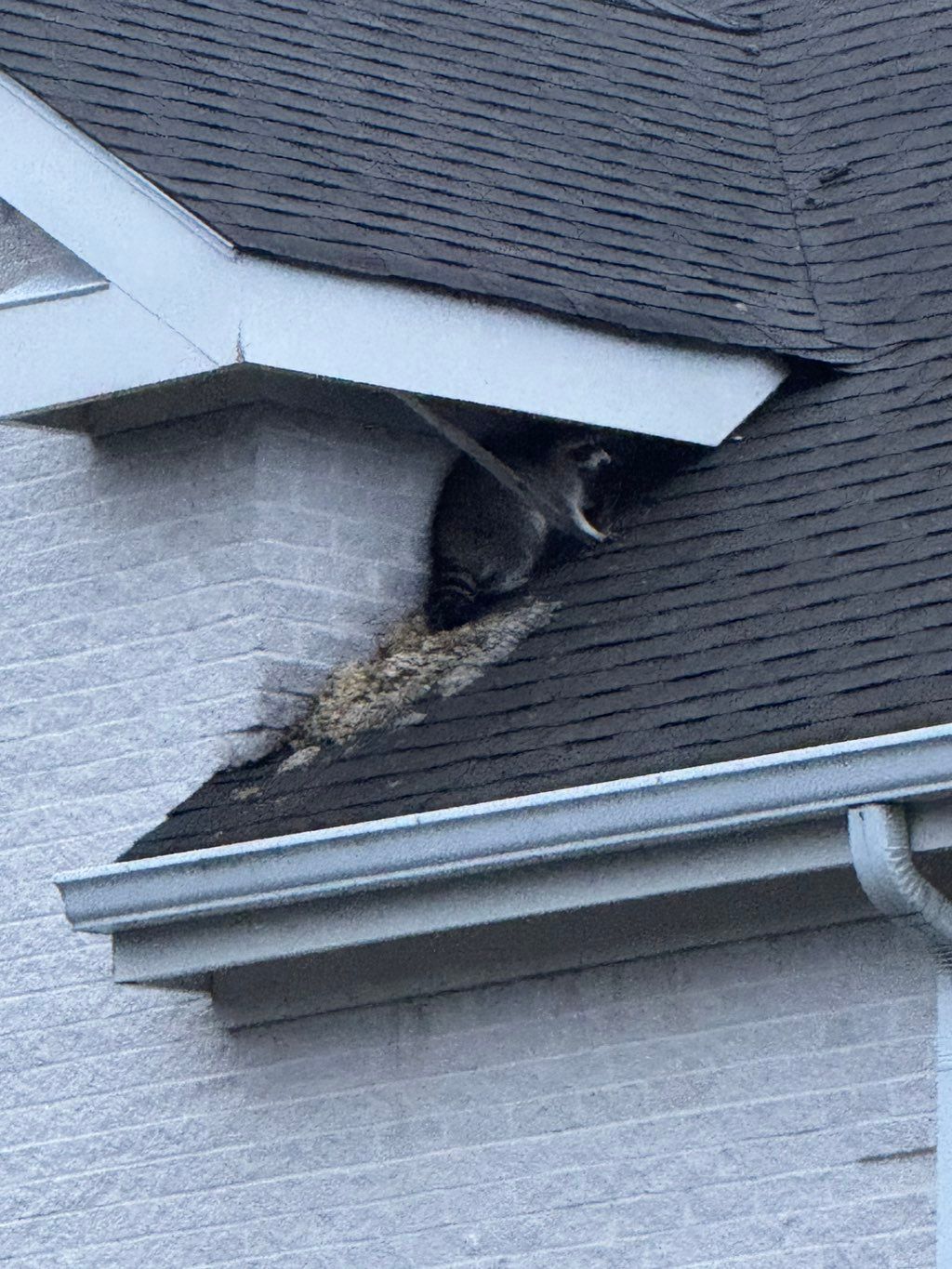 Raccoon is nesting in attic