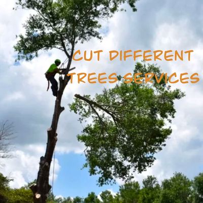 Avatar for Cut different trees service