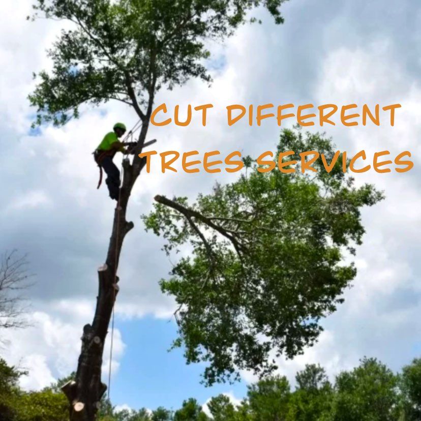 Cut different trees service