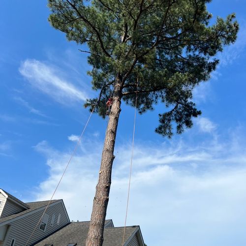 Portillo ii Landscaping LLC Profile Picture