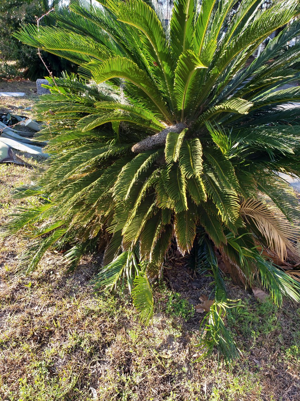 Lawn Mowing and Trimming