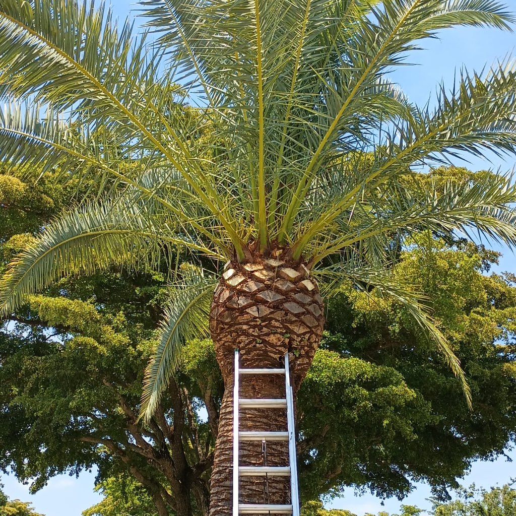 Luis landscaping services