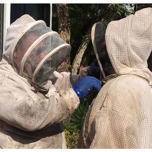 Miami Bee Removal, Swarm Removal, Beehive Removal,