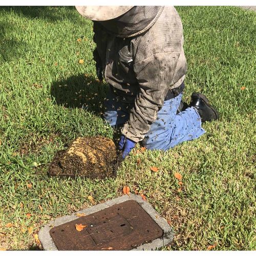 Miami Bee Removal, Swarm Removal, Beehive Removal,