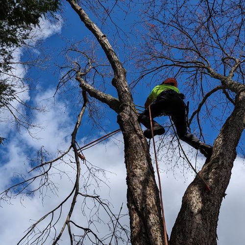 Tree surgery and tree risk assessment 