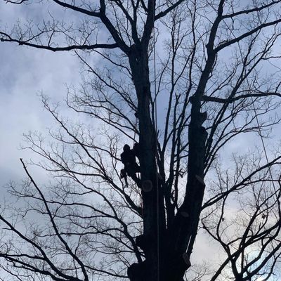 Avatar for Climbing New Heights Tree Service LLC
