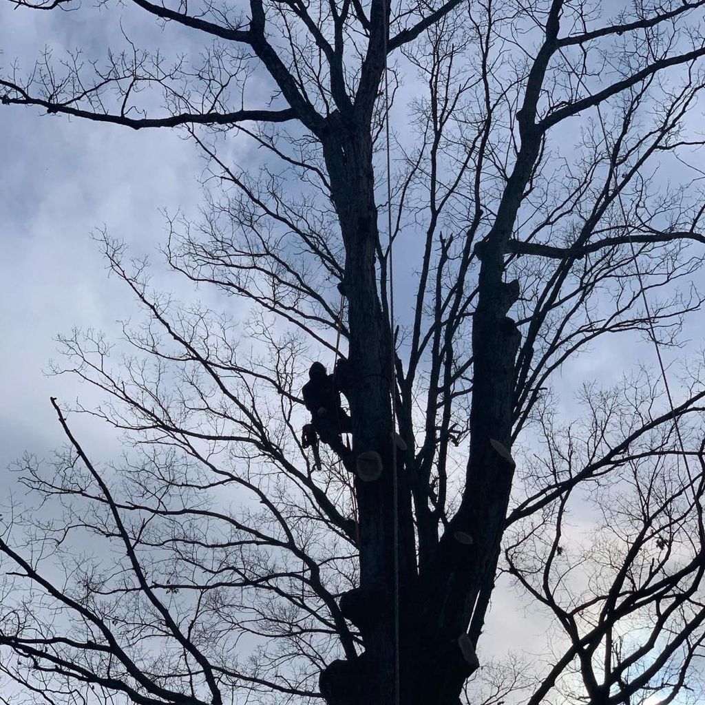 Climbing New Heights Tree Service LLC