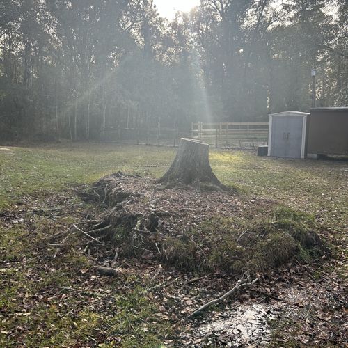 Tree Stump Grinding and Removal